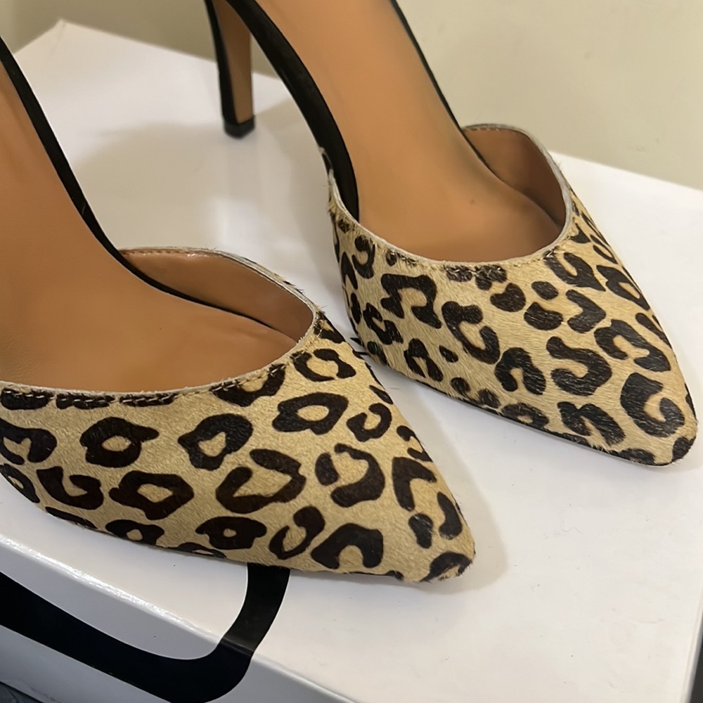 Leopard shies - Picture 5 of 6